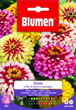 Zinnia A Fior Di Dalia In Miscuglio
