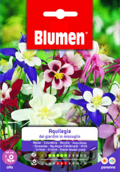 Aquilegia Dei Giardini In Miscuglio