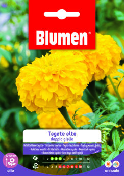 Tagete Alto Doppio Giallo