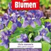 Viola Mammola Delle Quattro Stagioni
