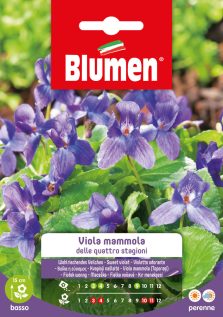 Viola Mammola Delle Quattro Stagioni