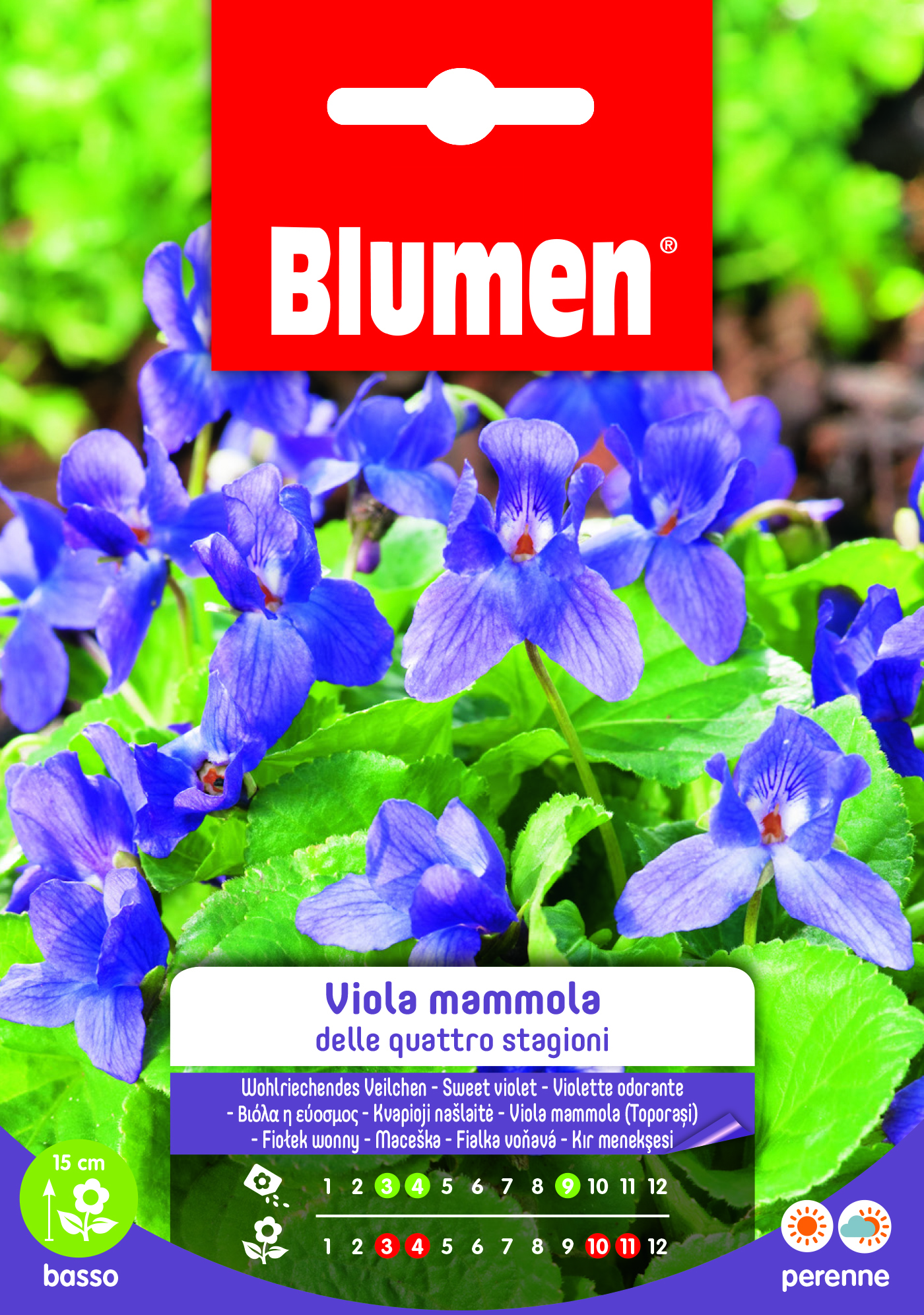 Viola Mammola Delle Quattro Stagioni