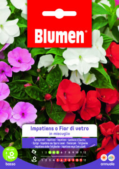 Impatiens O Fior Di Vetro In Miscuglio