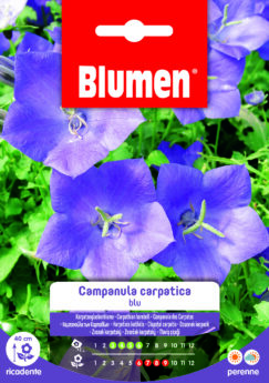 Campanula Carpatica Blu