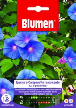 Ipomea/Campanella Rampicante Blu