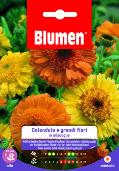 Calendula A Grandi Fiori In Miscuglio