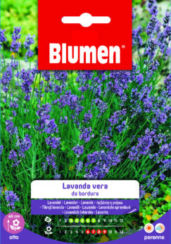Lavanda Vera Da Bordura