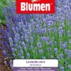 Lavanda Vera Da Bordura