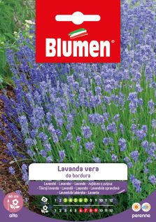 Lavanda Vera Da Bordura