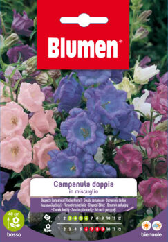 Campanula Doppia In Miscuglio