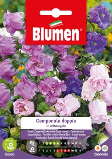 Campanula Doppia In Miscuglio