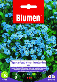 Myosotis Alpestris Non Ti Scordar Di Me