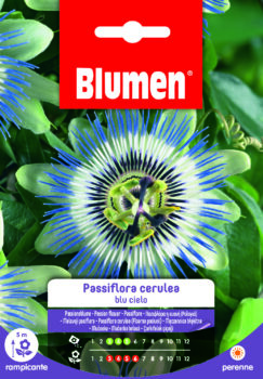 Passiflora Cerulea Blu Cielo