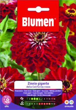Zinnia Gigante Della California Rossa