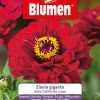 Zinnia Gigante Della California Rossa