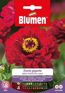 Zinnia Gigante Della California Rossa