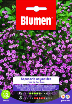 Saponaria Ocymoides Rosa Da Bordura