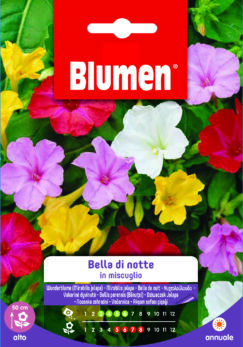 Bella Di Notte In Miscuglio