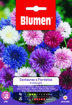 Centaurea/Fiordaliso In Miscuglio