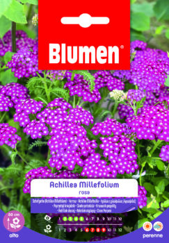 Achillea Millefolium Rosa