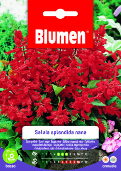 Salvia Splendida Nana