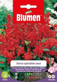 Salvia Splendida Nana