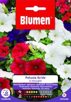 Petunia Ibrida In Miscuglio