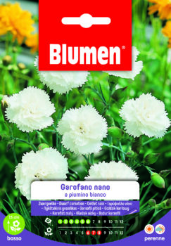 Garofano Nano A Piumino Bianco
