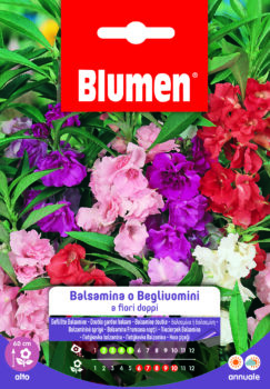 Balsamina/Begliuomini A Fiori Doppi