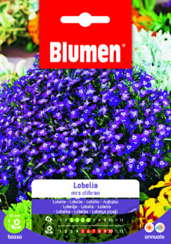 Lobelia Missis Clibran
