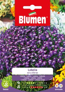 Lobelia Missis Clibran