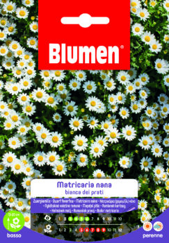 Matricaria Nana Bianca Dei Prati