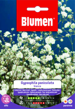 Gypsophila Paniculata Bianca