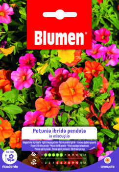 Petunia Ibrida Pendula In Miscuglio