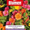Petunia Ibrida Pendula In Miscuglio