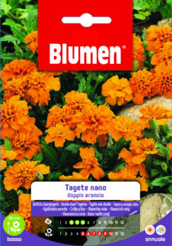 Tagete Nano Doppio Arancio
