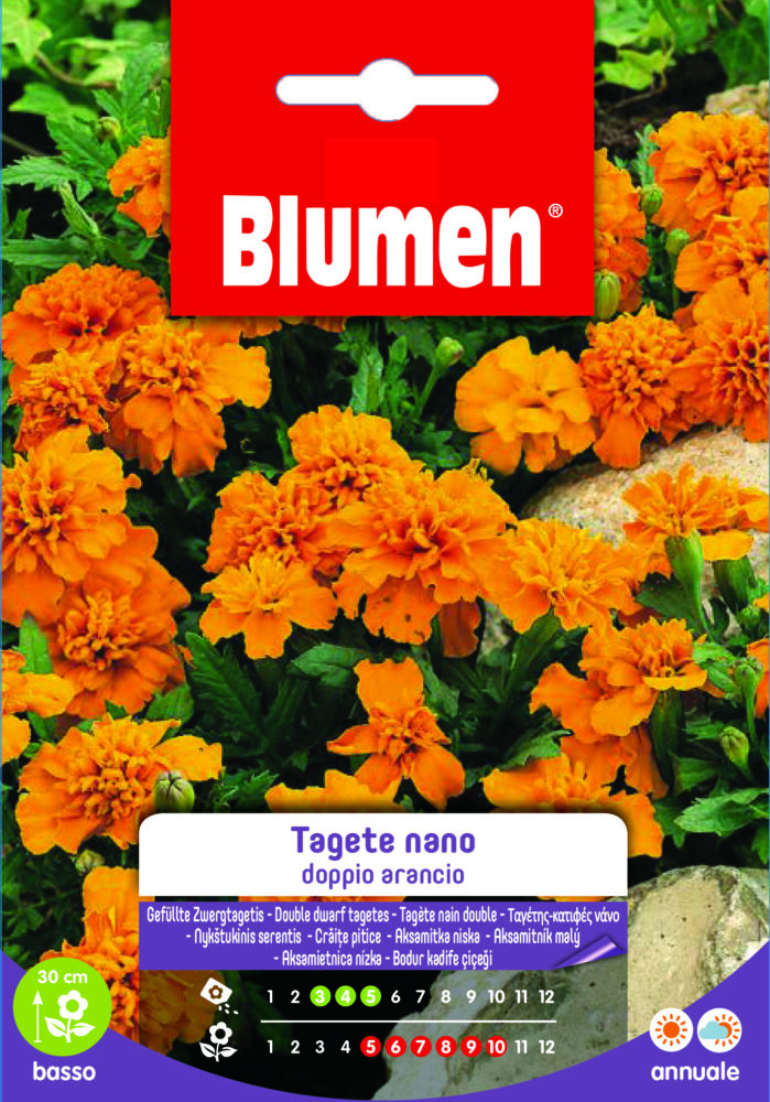 Tagete Nano Doppio Arancio