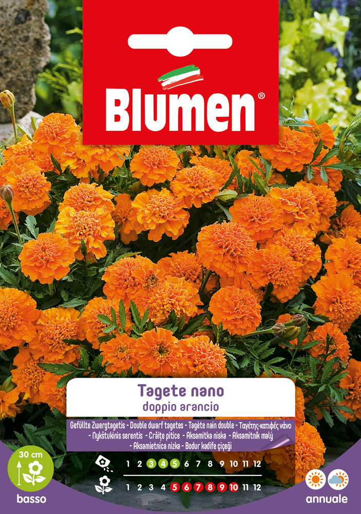 Tagete Nano Doppio Arancio