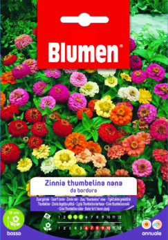 Zinnia Thumbelina Nana Da Bordura