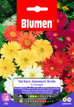 Gerbera Jamesonii Ibrida In Miscuglio