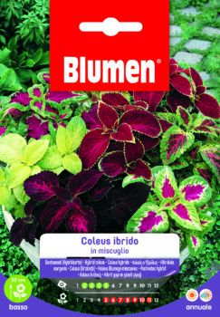 Coleus Ibrido In Miscuglio