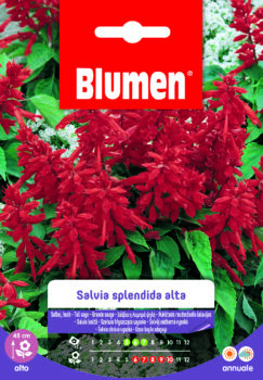 Salvia Splendida Alta