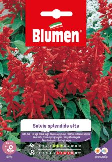 Salvia Splendida Alta