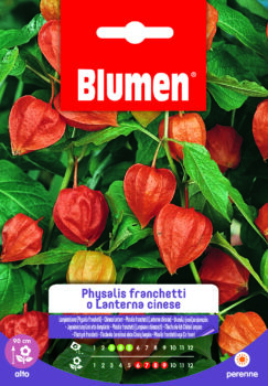 Physalis Franchetti O Lanterna Cinese