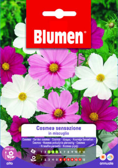 Cosmea Sensazione In Miscuglio