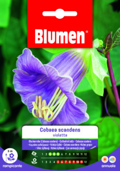 Cobaea Scandens Violetta