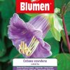 Cobaea Scandens Violetta