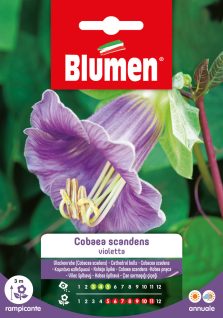Cobaea Scandens Violetta