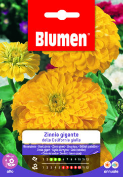 Zinnia Gigante Della California Gialla