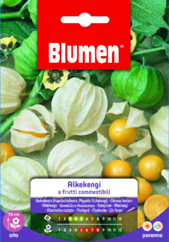 Alkekengi A Frutti Commestibili
